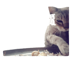 Crazy cat cat 123