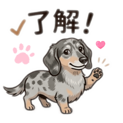Everyday  use Silver Dapple Dachshund