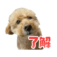 ami_20260622105015