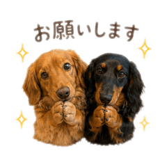 Dachshund "niji"_"taiyo"