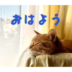 momongagattyonga_20260622142942