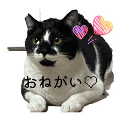 choco_20260622144118
