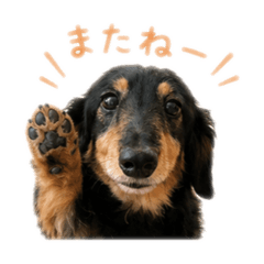 Ringo_20260622162817