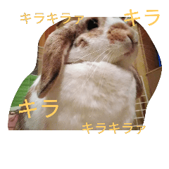 Termy`s rabbit . stamp