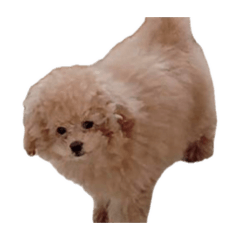 pwpad_20260622093209