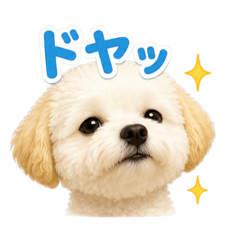 馬爾濟斯×貴賓犬 日常可愛貼圖（日文版）