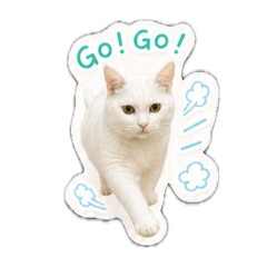My First Cat chuchu
