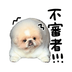 Katsuzo 3yearsold