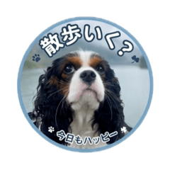 coco_20260623125041
