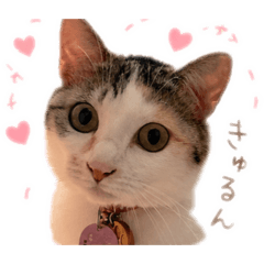 ♡ももヨロシクニャン