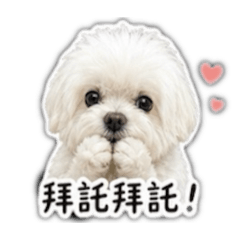 豆花&島輝