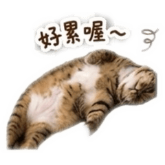 Cat Hus