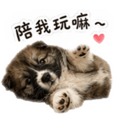 狗兒三兄妹