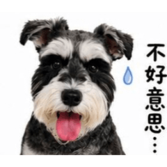 Dolly的日常 生活
