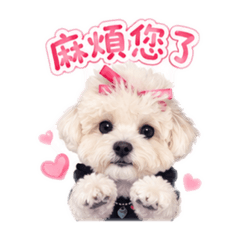 Phoebe小公主 日常用語系列