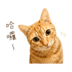 橘貓波妞的日常貼圖