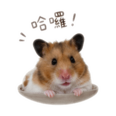 小栗子-倉鼠