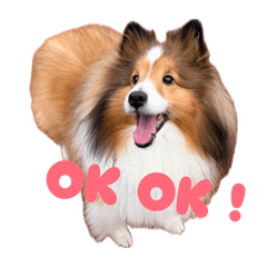 Sheltie Sandy & Ivy 2