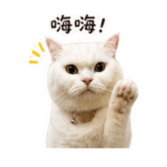 貓咪日常^_^