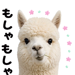 Moves! Alpaca