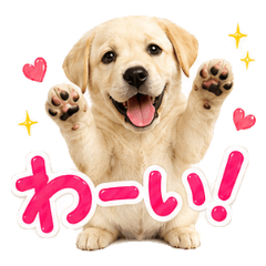 Fluffy Labrador Retriever Emotion
