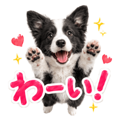 Fluffy Border Collie Emotions