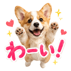 Fluffy Welsh Corgi Emotions