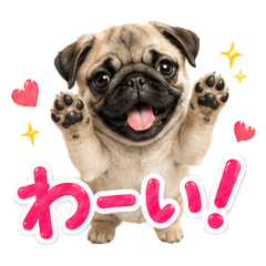 Fluffy Pug Emotions