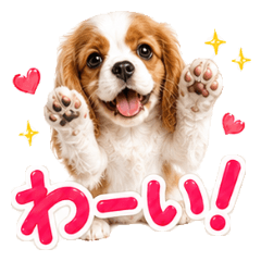 Fluffy Cavalier Emotions