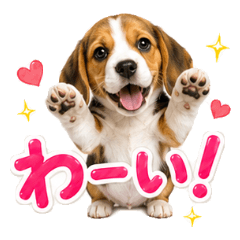 Fluffy Beagle Emotions