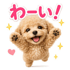 Fluffy Toy Poodle Emotions!