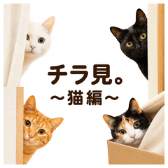 Peekaboo Cats: Everyday Words