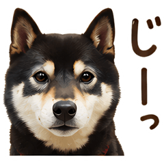 我們的吉祥物狗，柴犬黑丸，第 1 部分