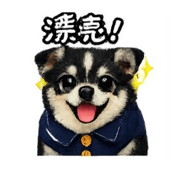 可可愛愛的吉娃娃"Q寶"