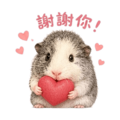 天竺鼠卡稱