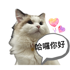 小寶貝Jimmy布偶貓貓貼圖