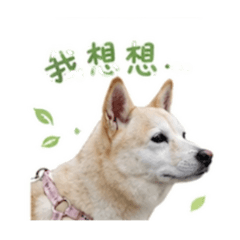 小葵葵豬