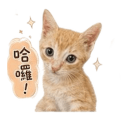 小阿橘-日常撒嬌篇