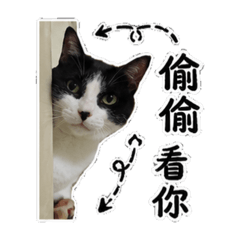 我的賓士貓