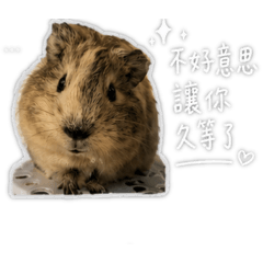 茶茶 丁丁2