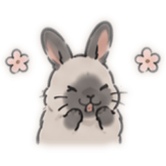 Lulu是暹羅兔