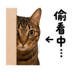 我是MaRu,是個搗蛋鬼,專長是賣萌及拆家