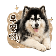 嗷嗚嗷嗚 阿法