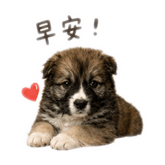 狗兒三寶寶