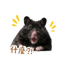 黑炭小勞鼠專用
