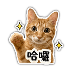 喵喵生活日常用語1
