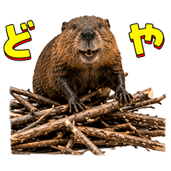 Smiley Beaver