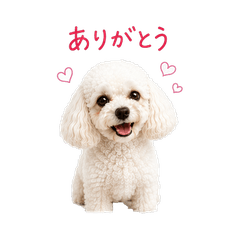 Momo the Toy Poodle Stickers