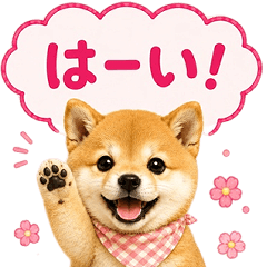 Blowout Shiba Inu's daily life