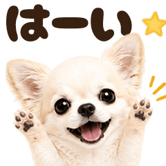 Honwaka Chihuahua's daily life!